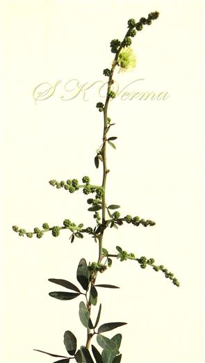  Inflorescence